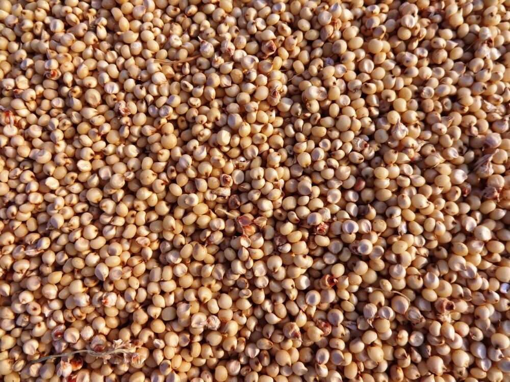 Jowar